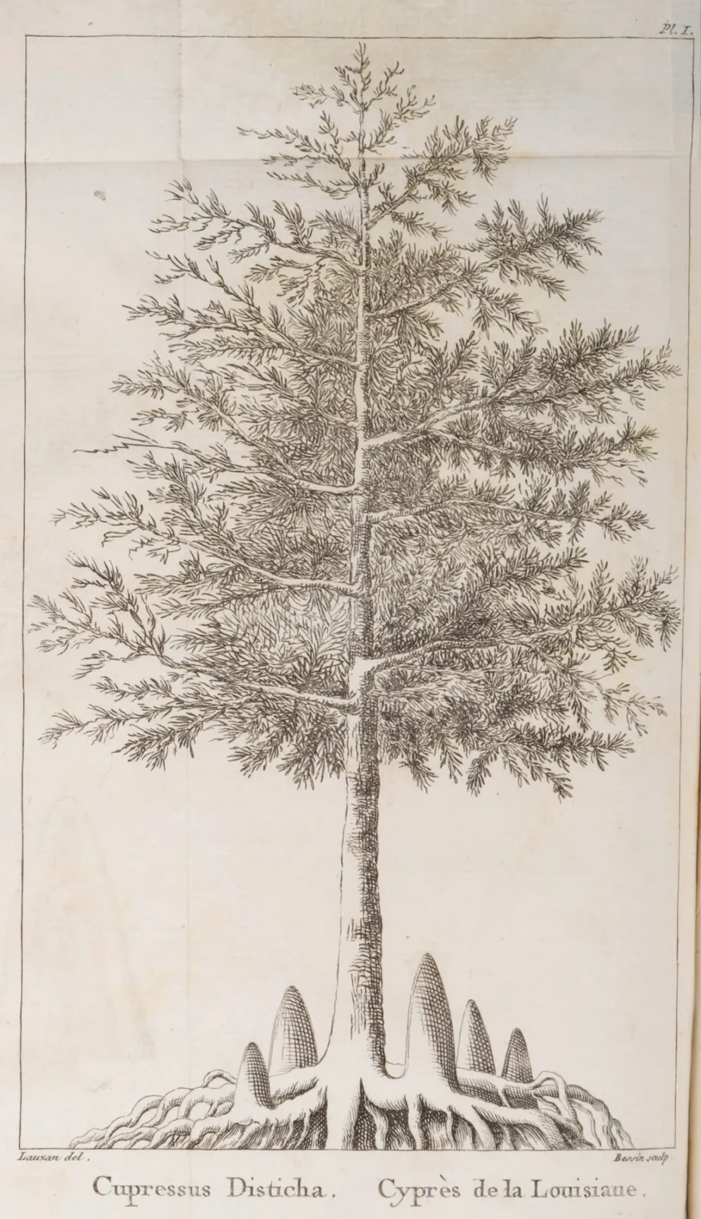 Cubières, Mémoire sur le cyprès chauve (1809), pl.1