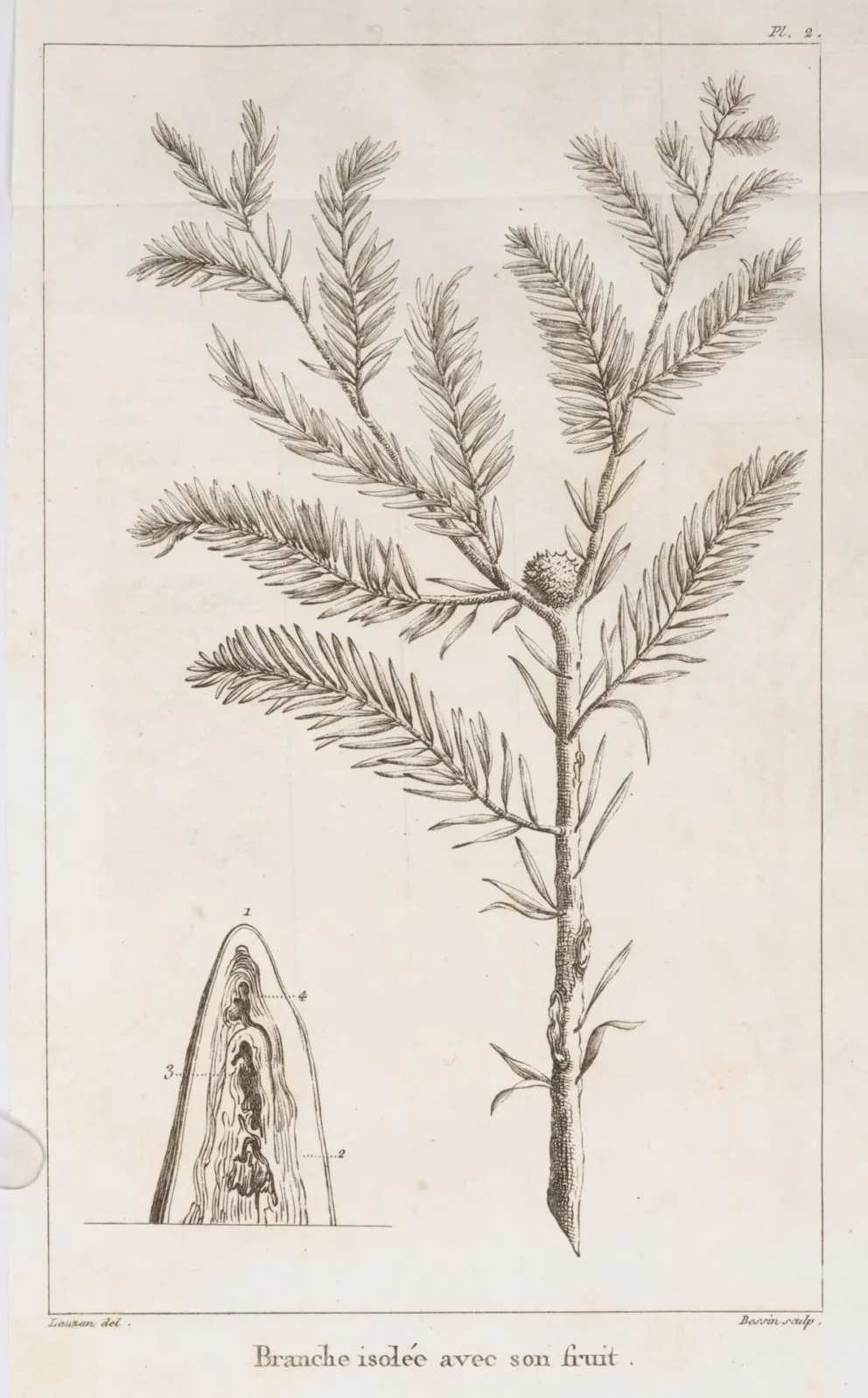 Cubières, Mémoire sur le cyprès chauve (1809), pl.2